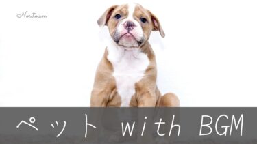 動物も癒される？ペットと一緒に聴きたいピアノBGM10選｜おうち時間がもっと穏やかに
