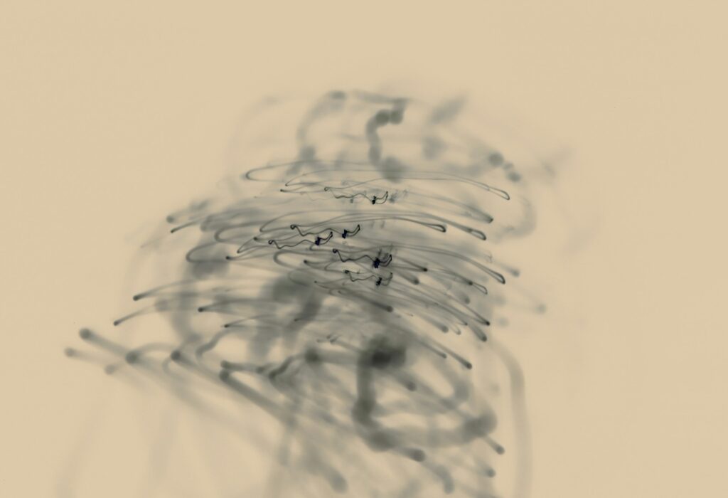 autoptimize autoptimize